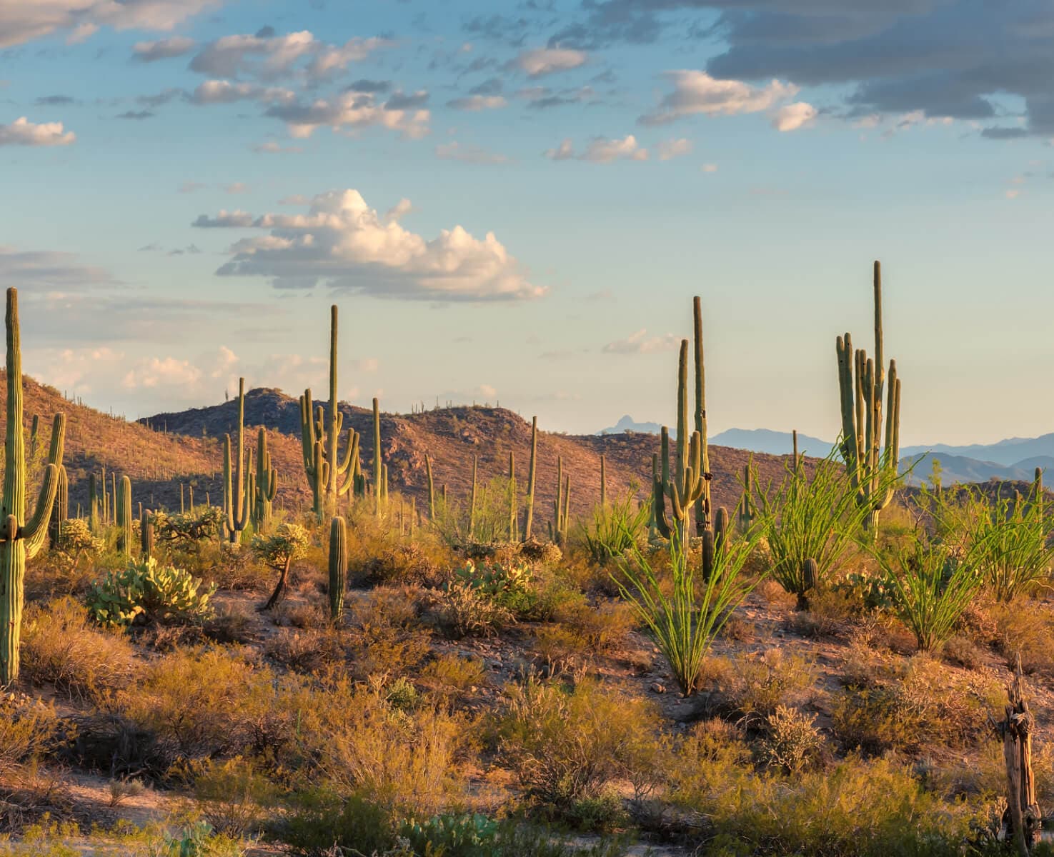 arizona desert